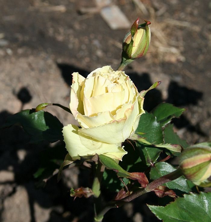 O28 P50.jpg