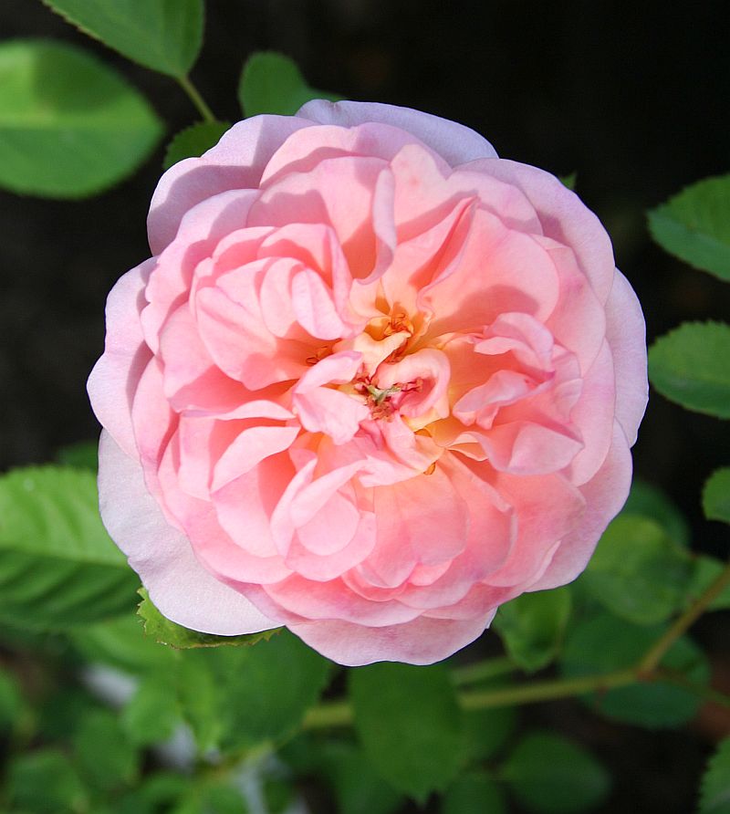 S37 T144.jpg