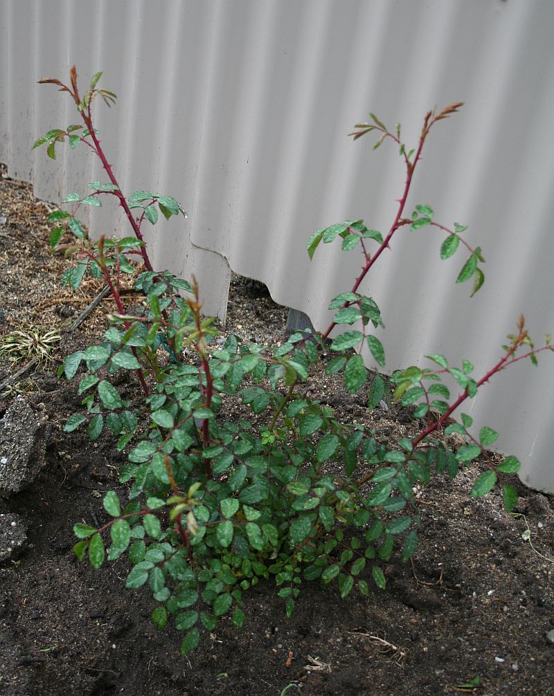 R.tunquinensis.jpg