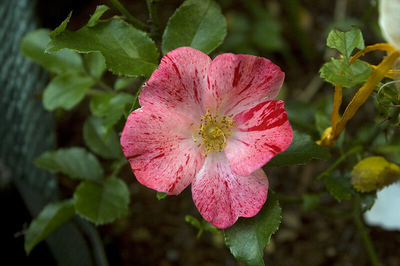 FCPx4thoJA2-3.jpg