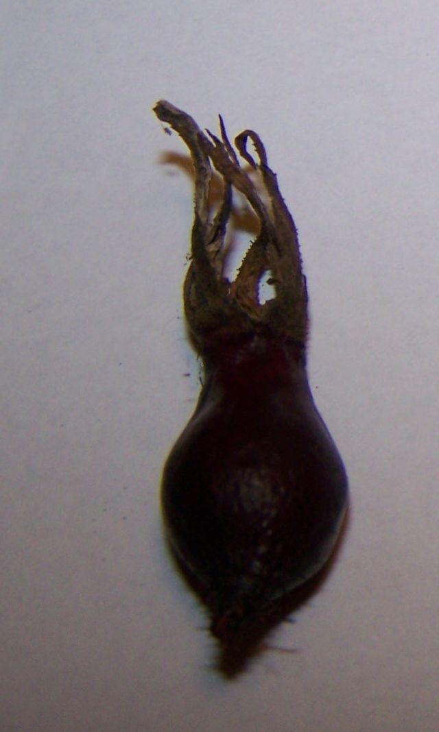 Stanwell Perp. hip.jpg