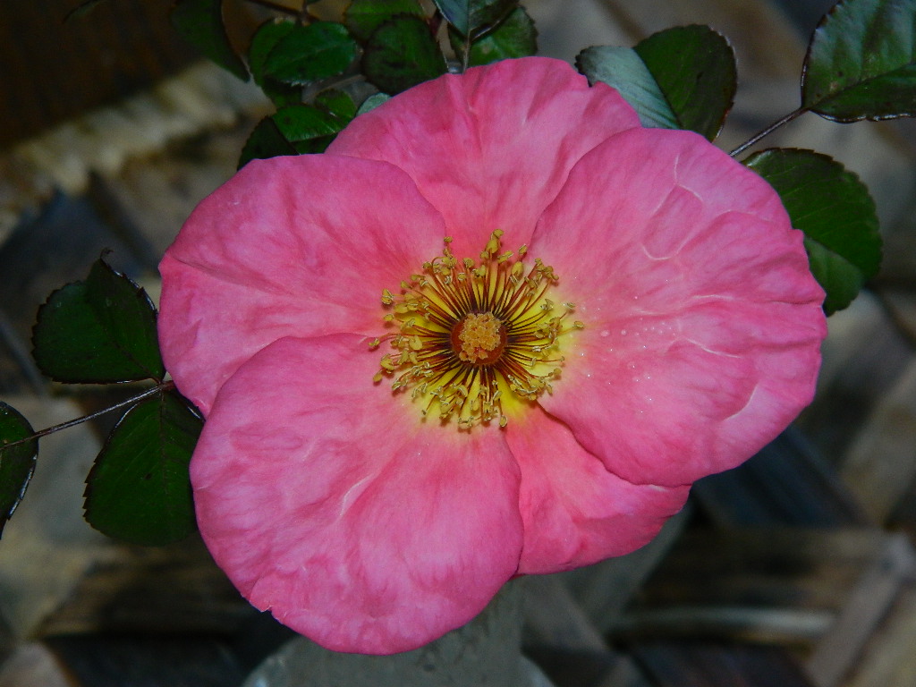 DSCN2176.JPG