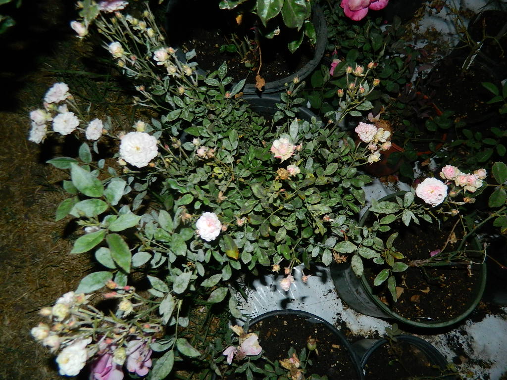 DSCN7257.JPG