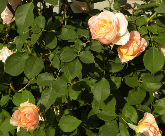 Apricot-Cream-Close-Up.gif