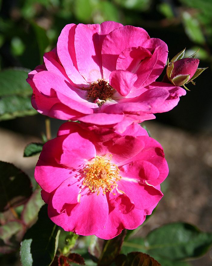 S35 T106 2.jpg