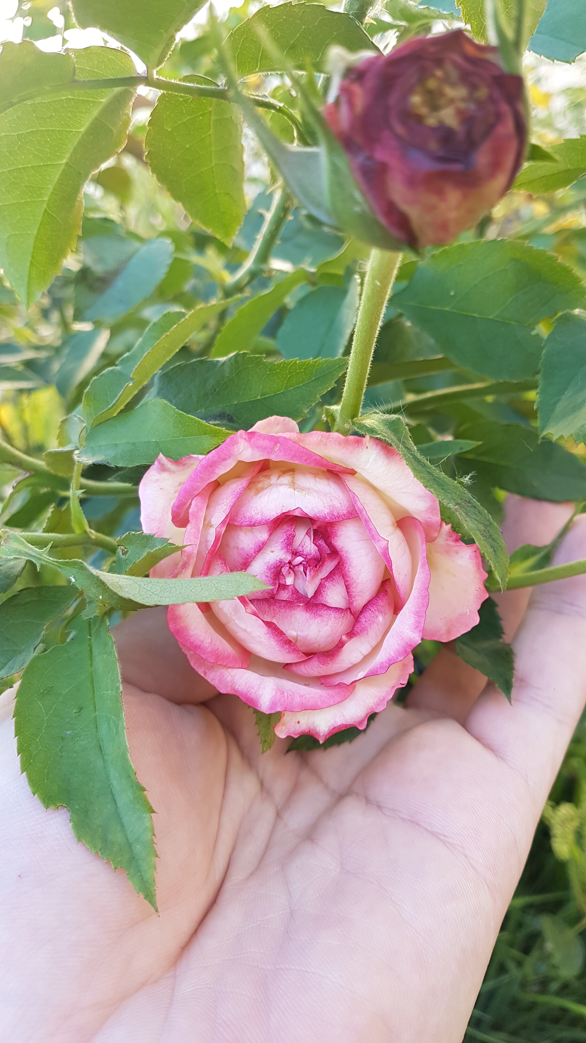 20191225_171947.jpg
