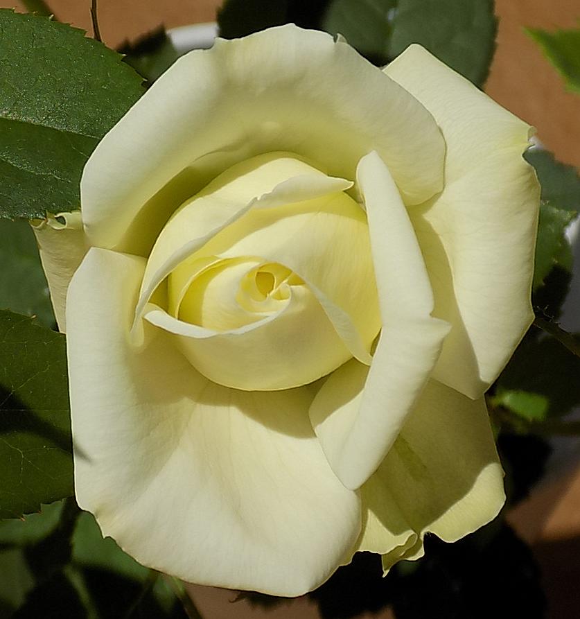 01.SecondBud2.JPG