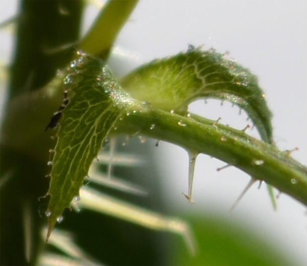 Stipules copie.jpg