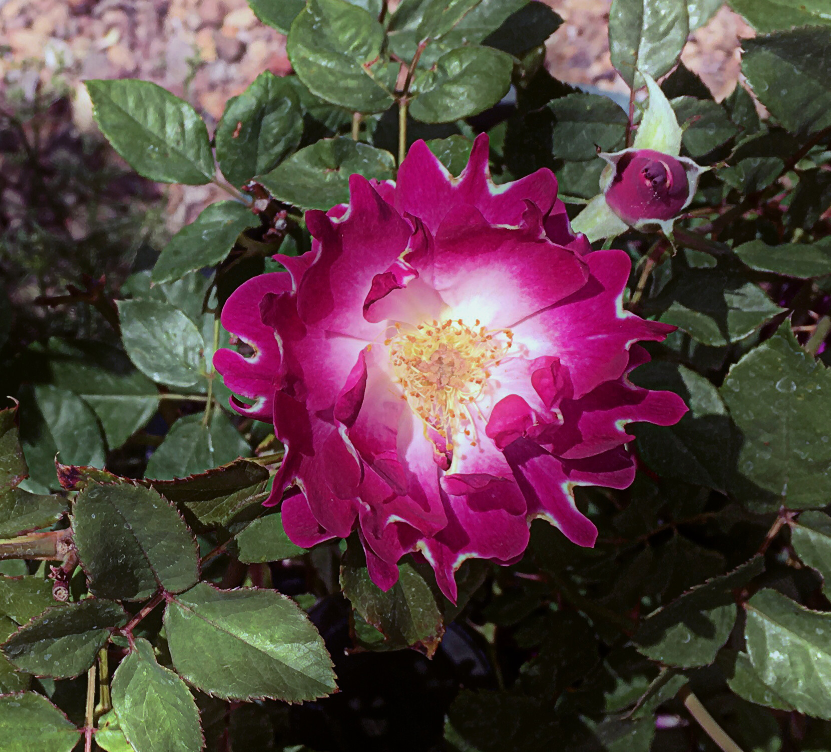 Road Runner-0125.JPG