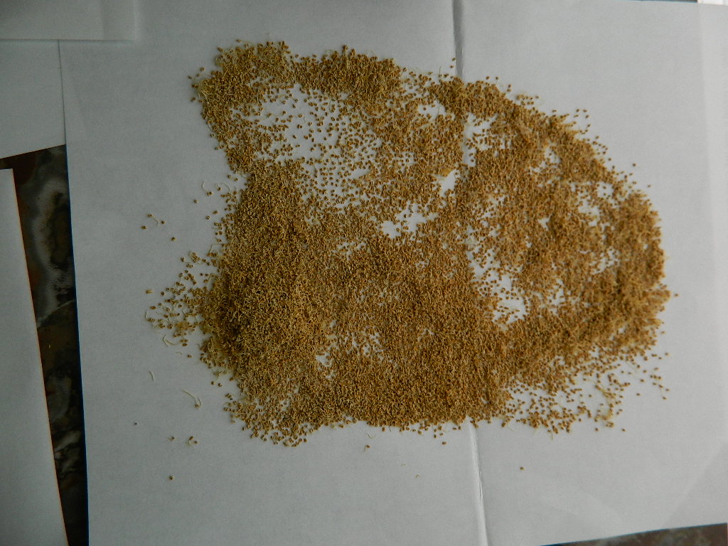 pollen (3).JPG