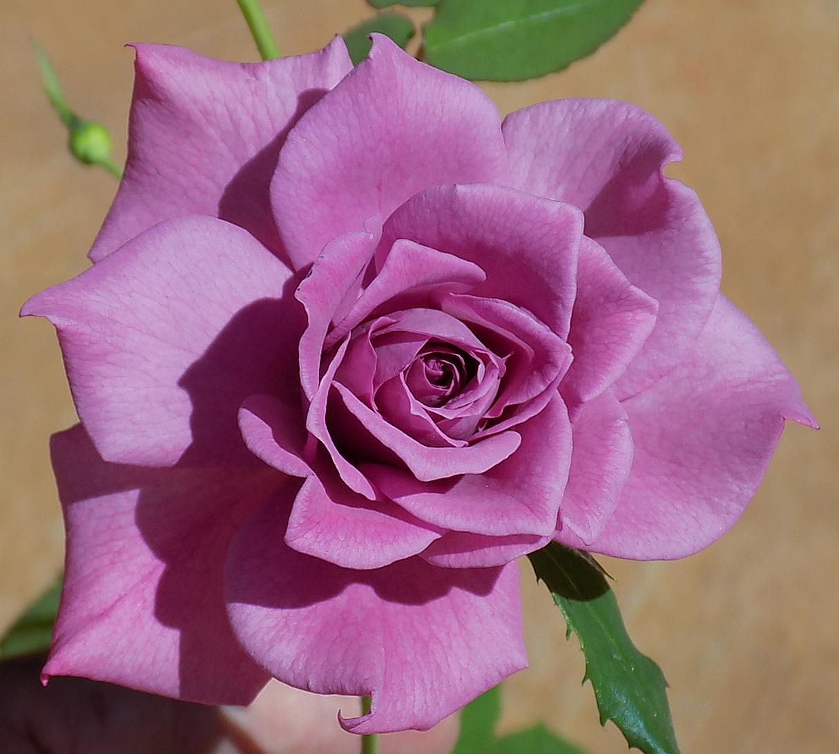 02.SecondBud2.JPG