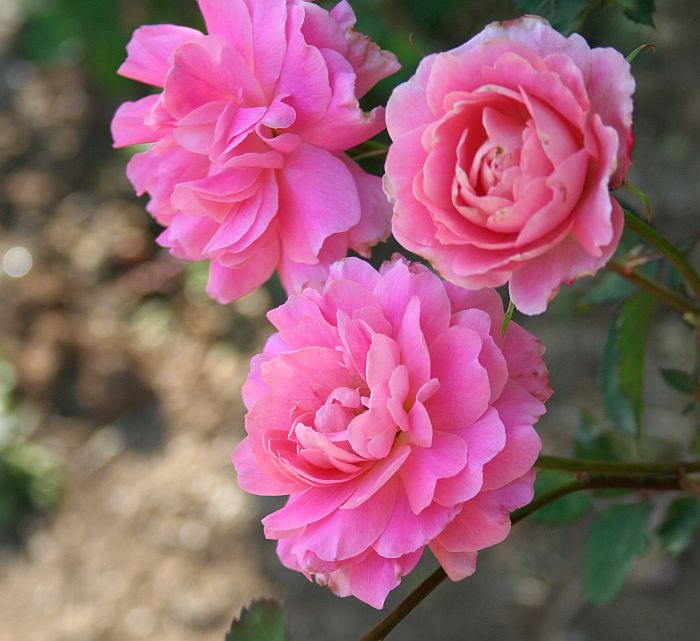 O18 P47 BLOOMs.jpg