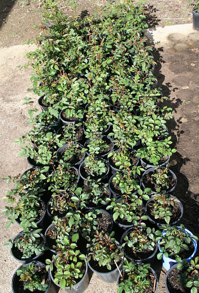 Seedlings.jpg