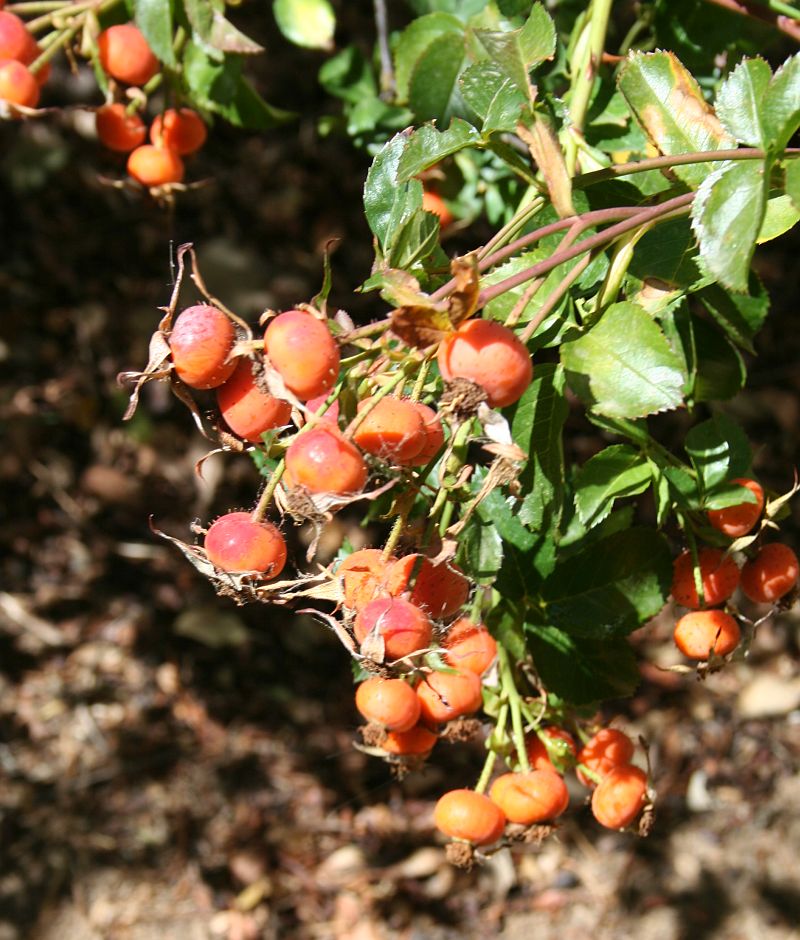 G3 H40 RED SINGLE.jpg