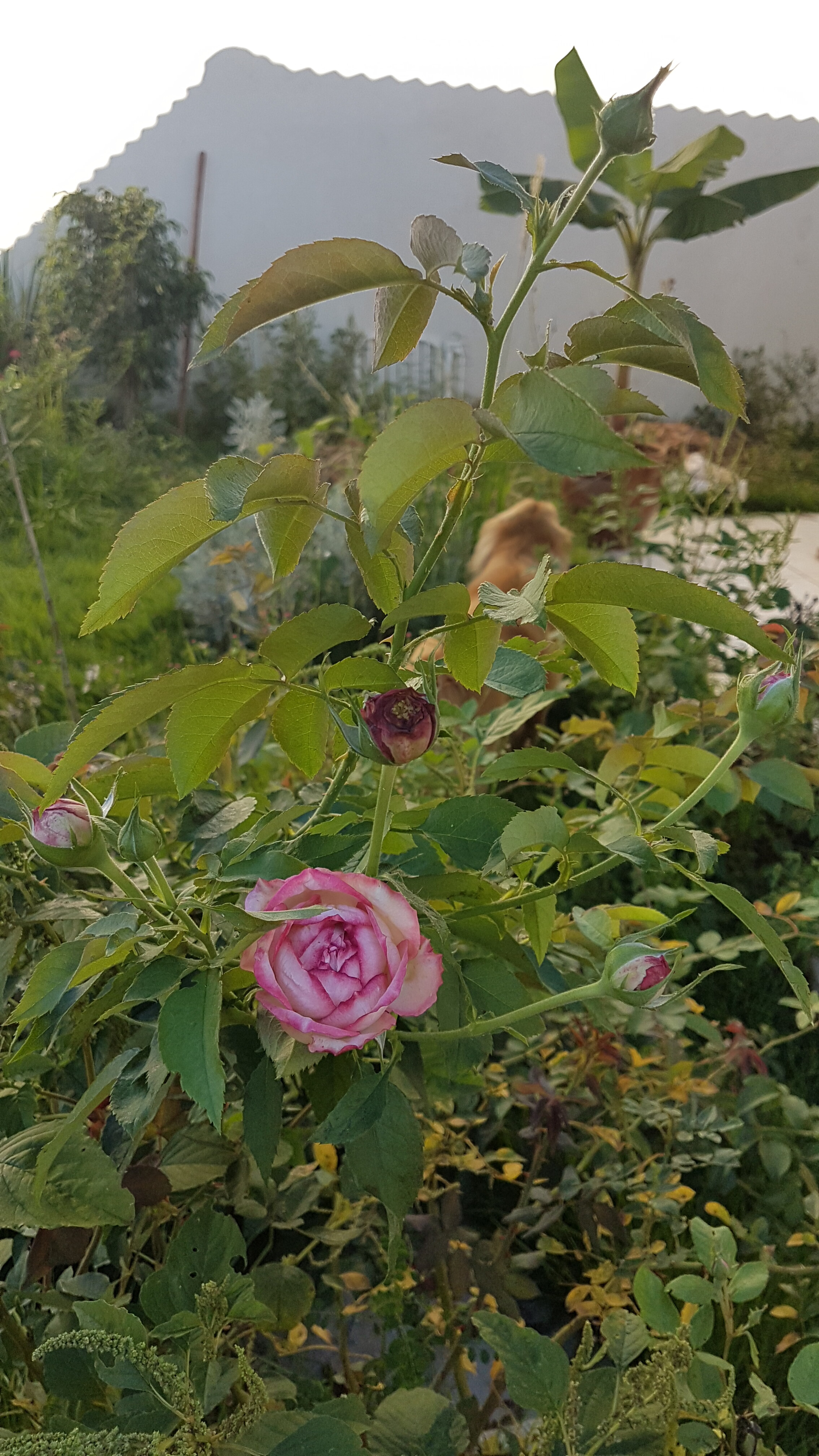 20191225_172200.jpg