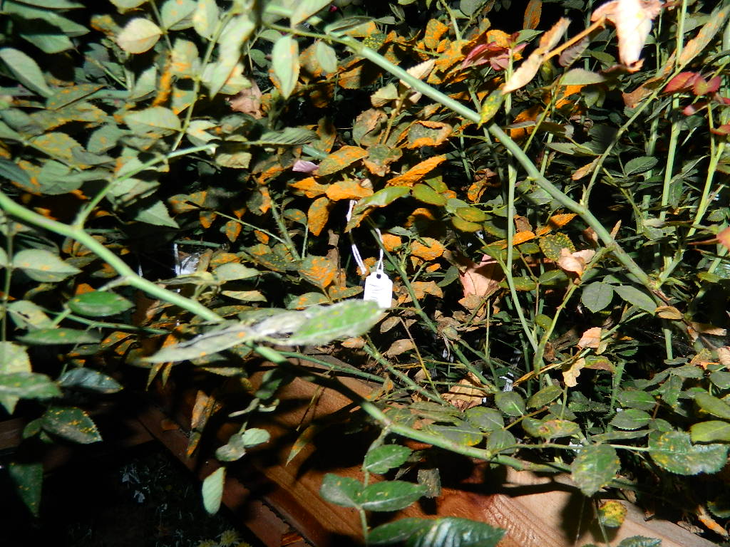 DSCN0115.JPG