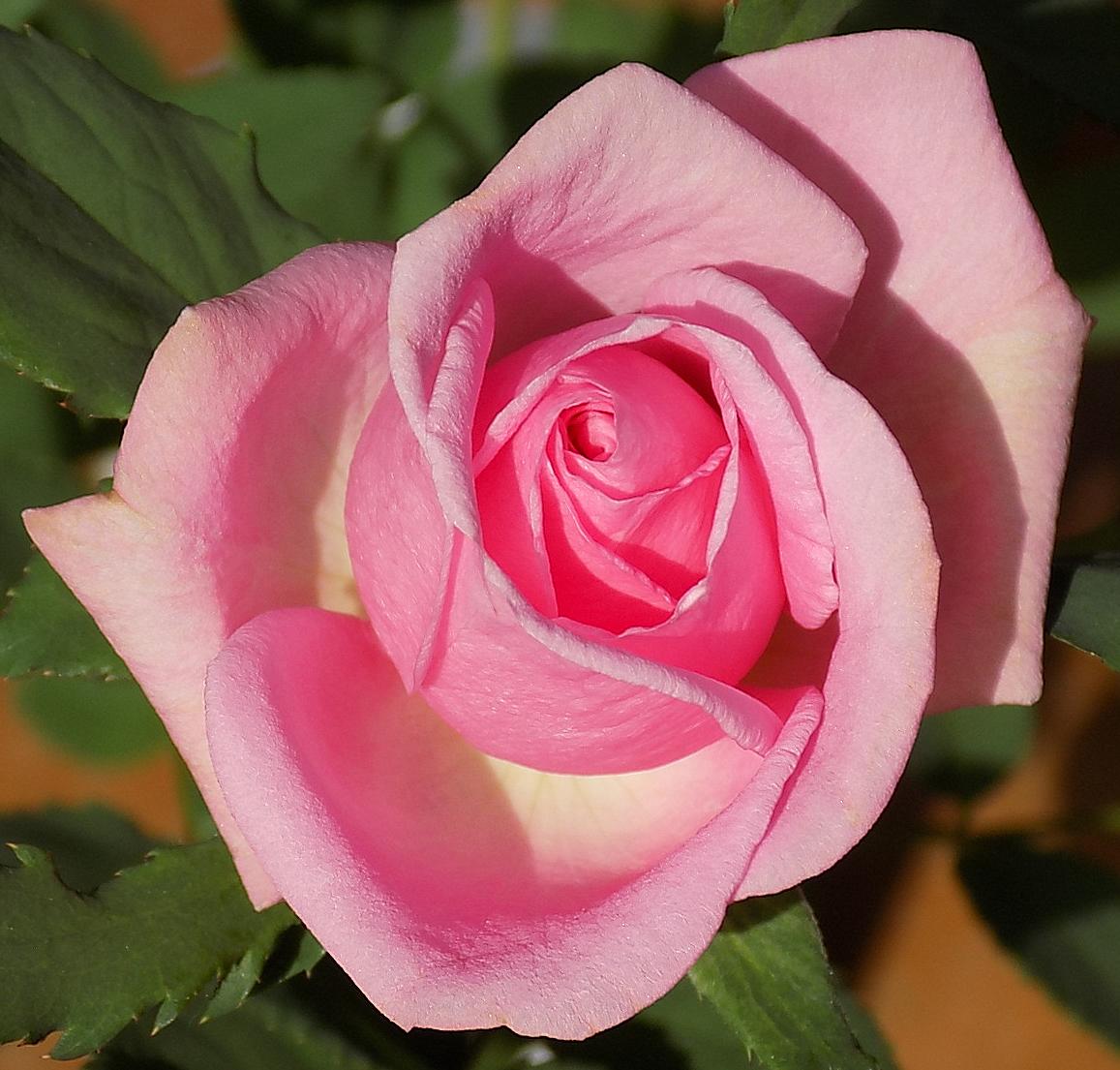 04.SecondBud.JPG