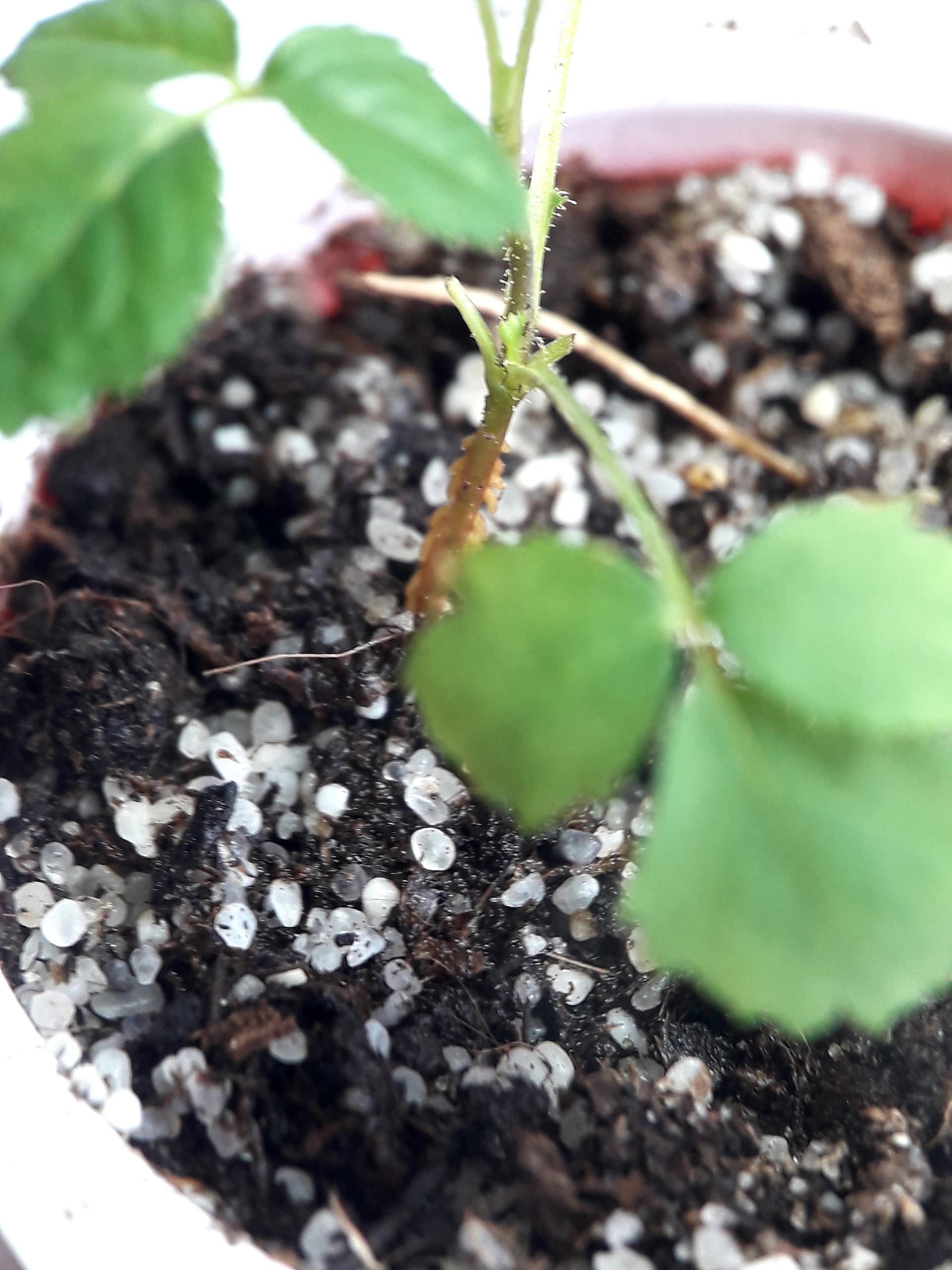 Seedling with odd hypocotyl - General Discussion - Rose Hybridizers ...