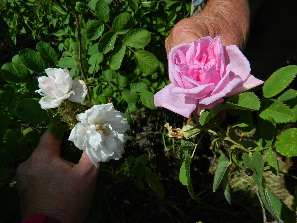 DSCN6906.JPG