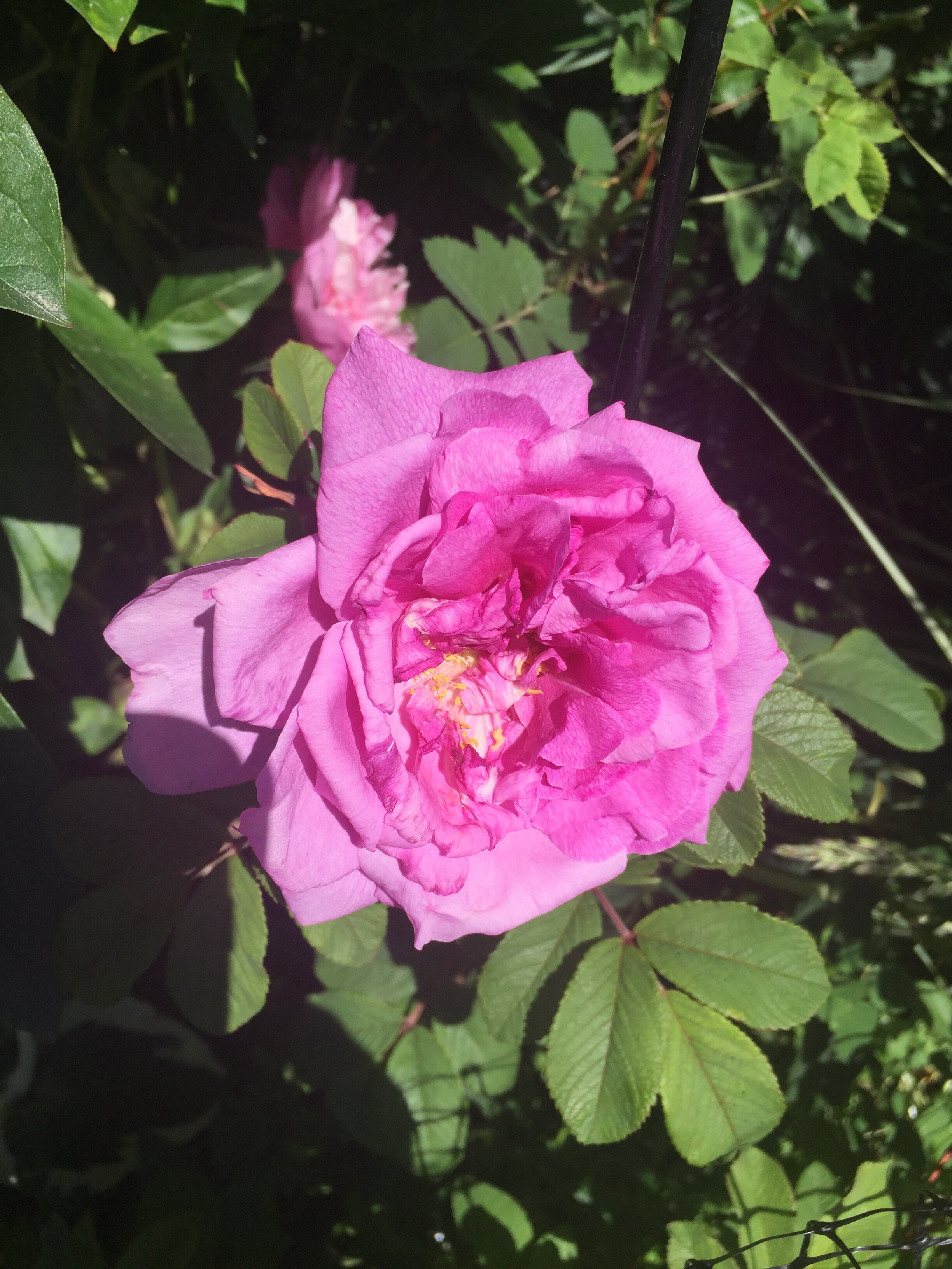 EE500510-A252-4F4D-AE91-AB2A5359CB35.jpeg