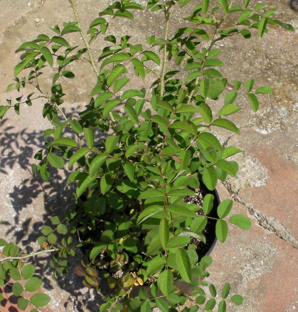 Damask-seedling.jpg