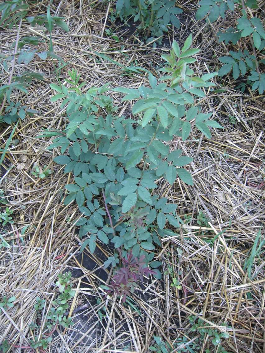 R.blandaxRglauca-1.JPG