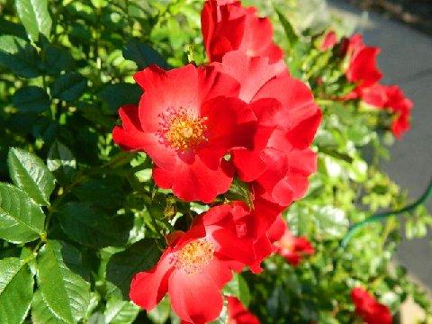 red soulieana 5.jpg