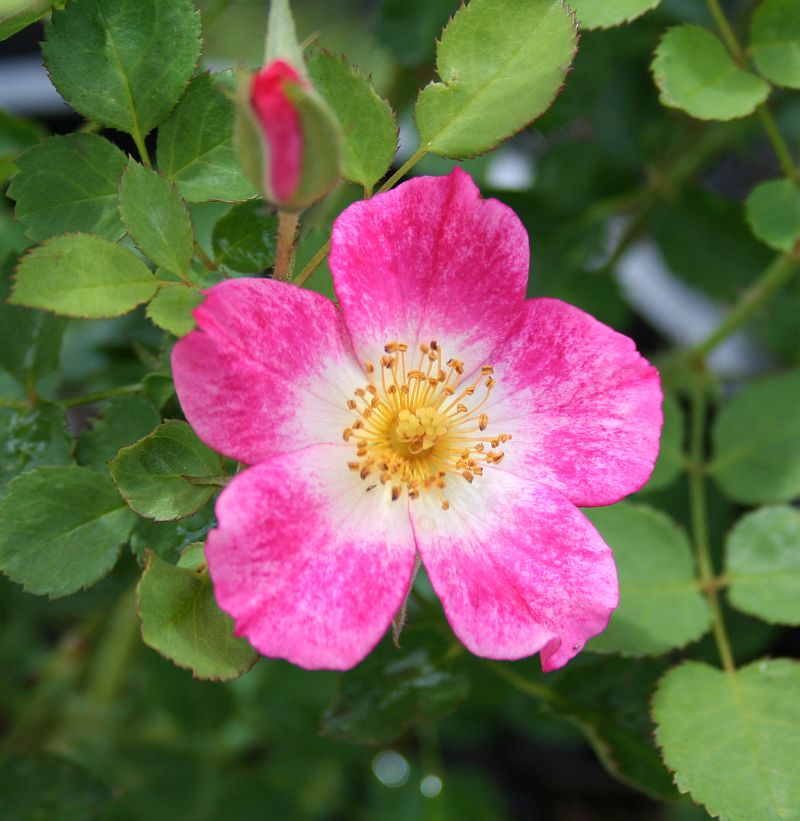 FS 14 bicoloured.jpg