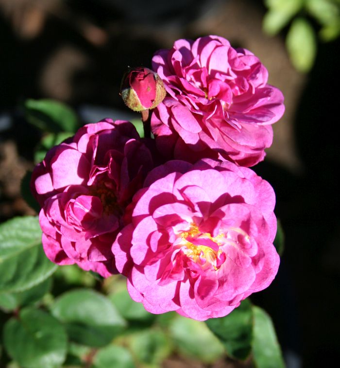 S92 T91 2.jpg
