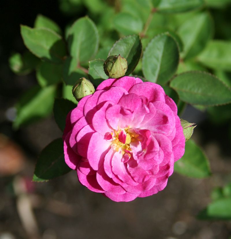 S92 T91.jpg