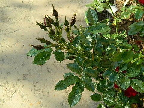 red soulieana 4.jpg