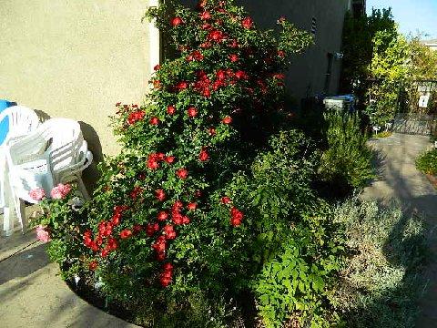 red soulieana 7.jpg