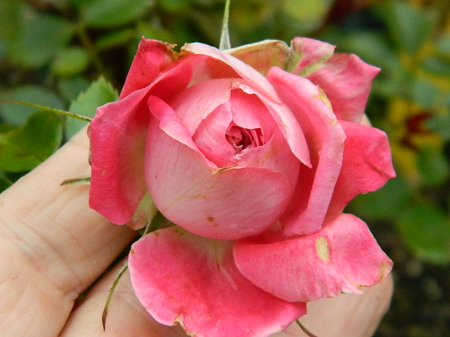 torch of liberty x purpurea (29).JPG