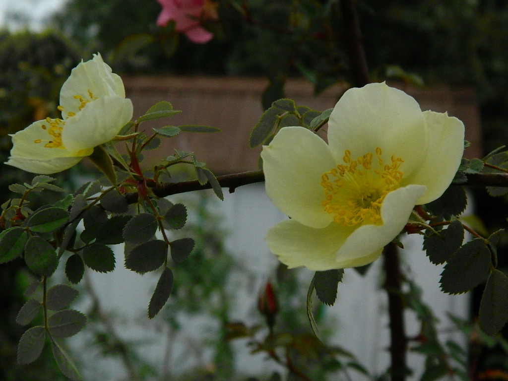 DSCN2402.JPG