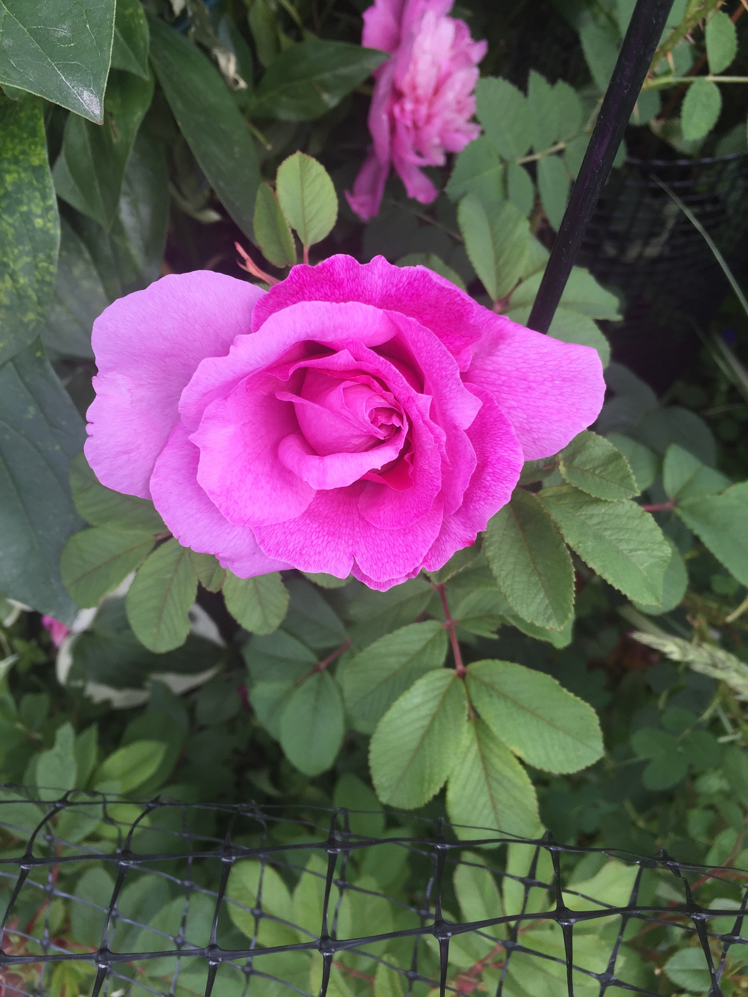 554DEE36-13C7-4EA7-ABBC-4105522714B8.jpeg