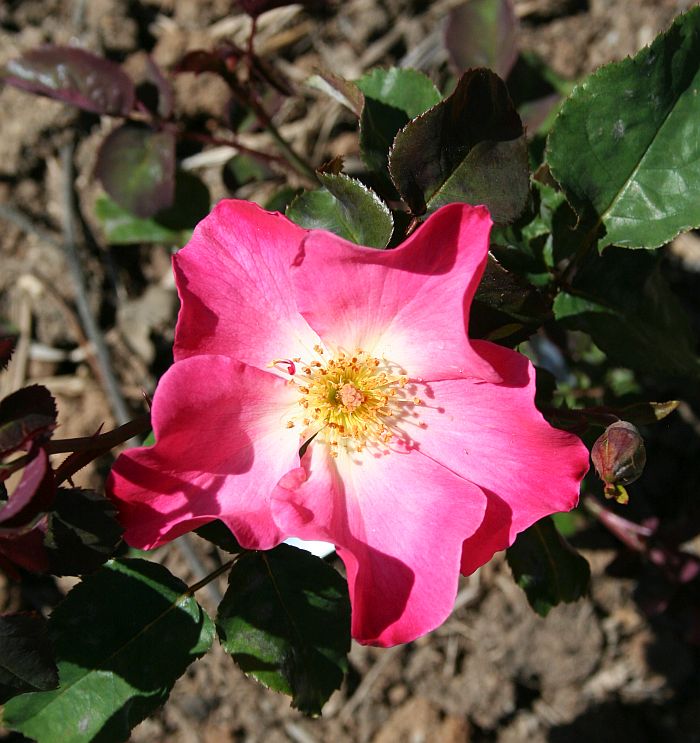O27 P21  1.jpg