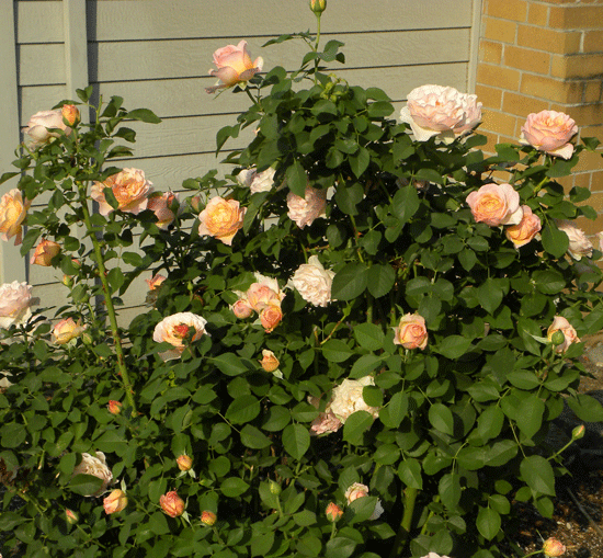 Apricot-Cream-Bush.gif