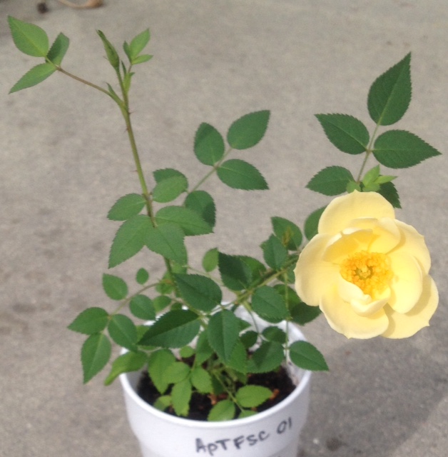 01.SecondBud.jpg