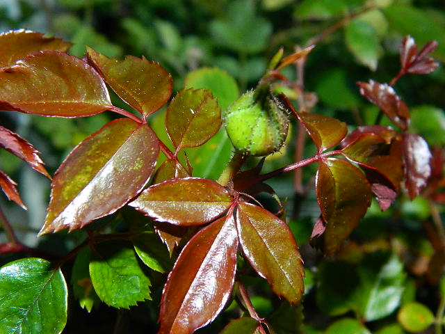 torch of liberty x purpurea (8).JPG