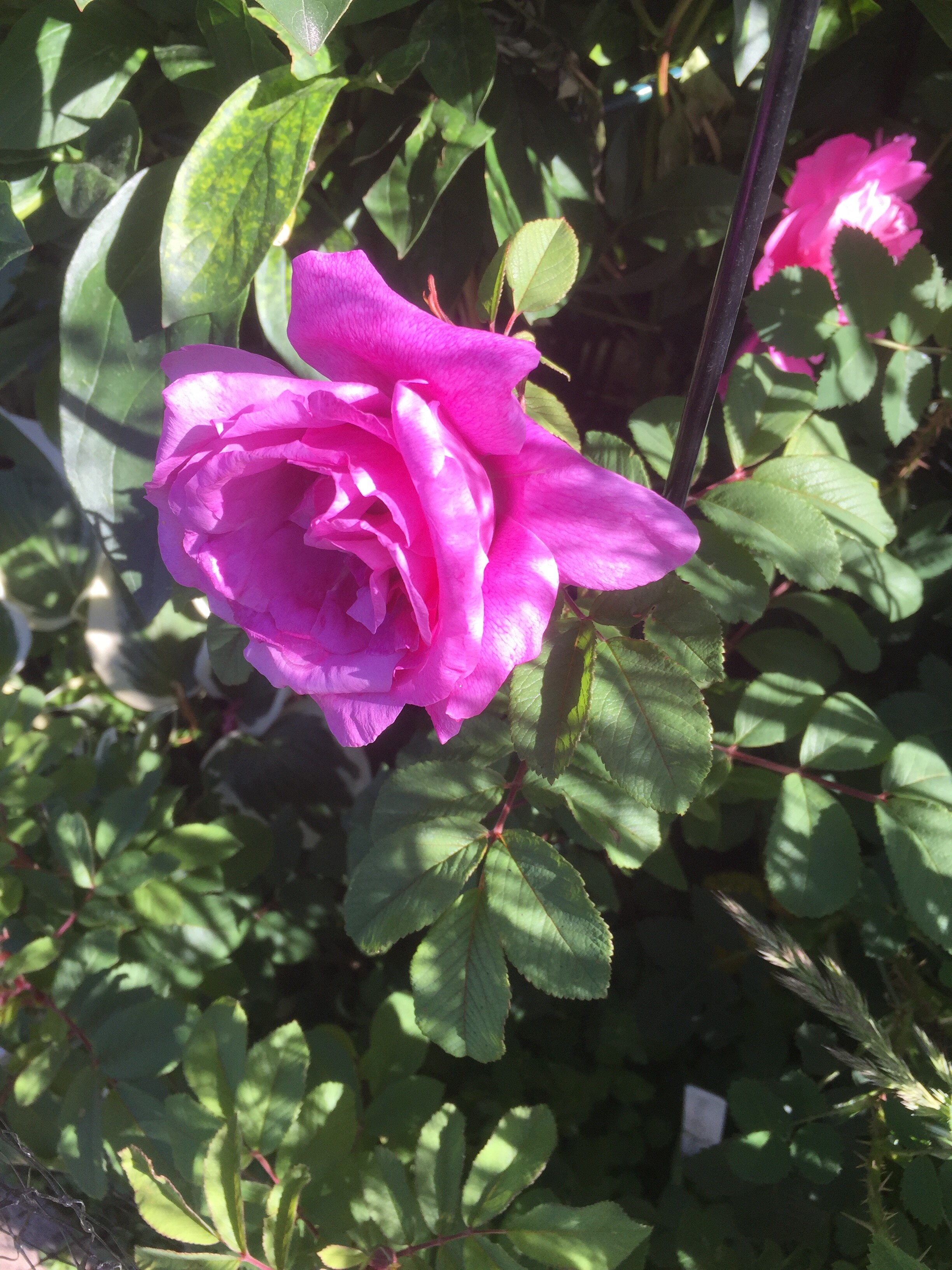 DE63B5EE-DDCF-4189-8CF8-6A46AD6CB75D.jpeg