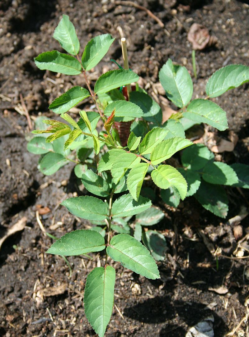 SEEDLING 2.jpg