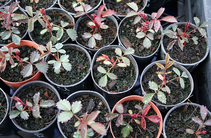 Anne Endt seedlings 2.jpg