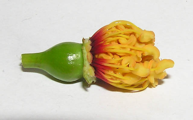 E4Ustamens.jpg
