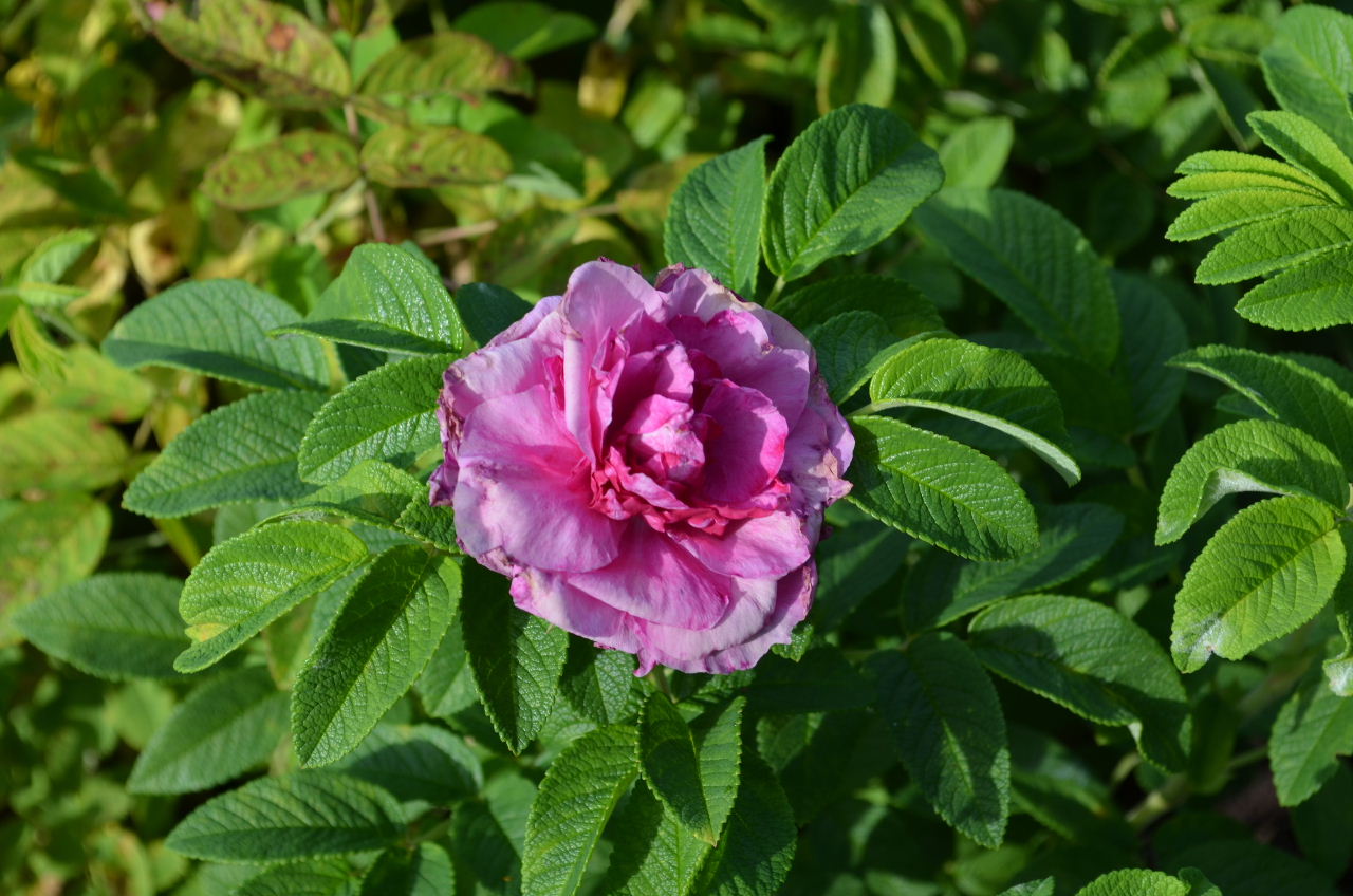 Roseraie de l'Haÿ x Hazeldean 152E 2763.JPG