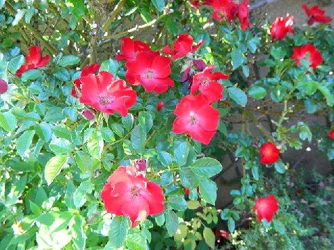 red soulieana 2.jpg