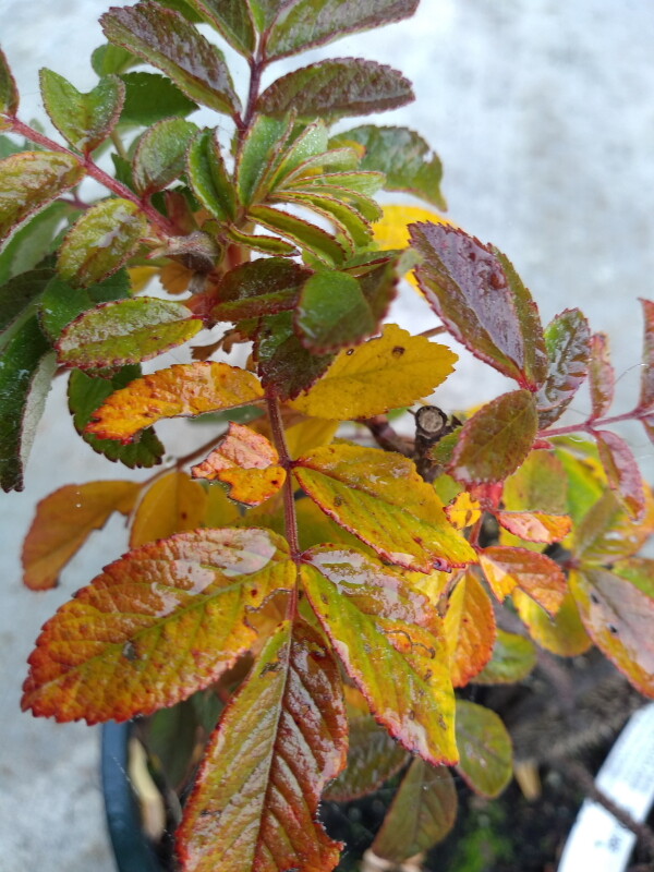 Wasagaming fall bud 2.jpg