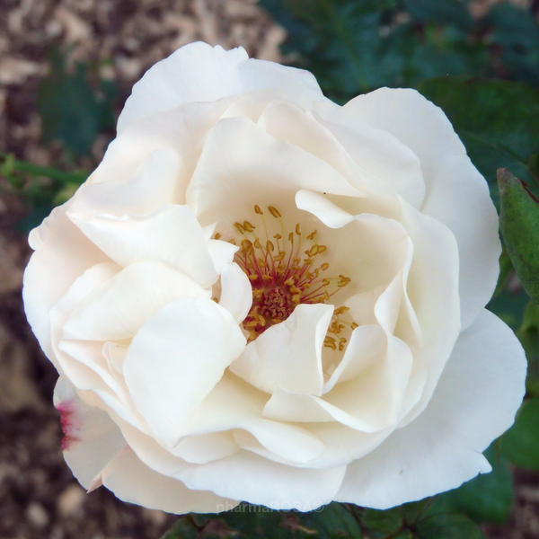 rosa-white-queen-elizabeth-bianco-rose-grandiflora-floribunda-52-494-premio-bronze-1.png
