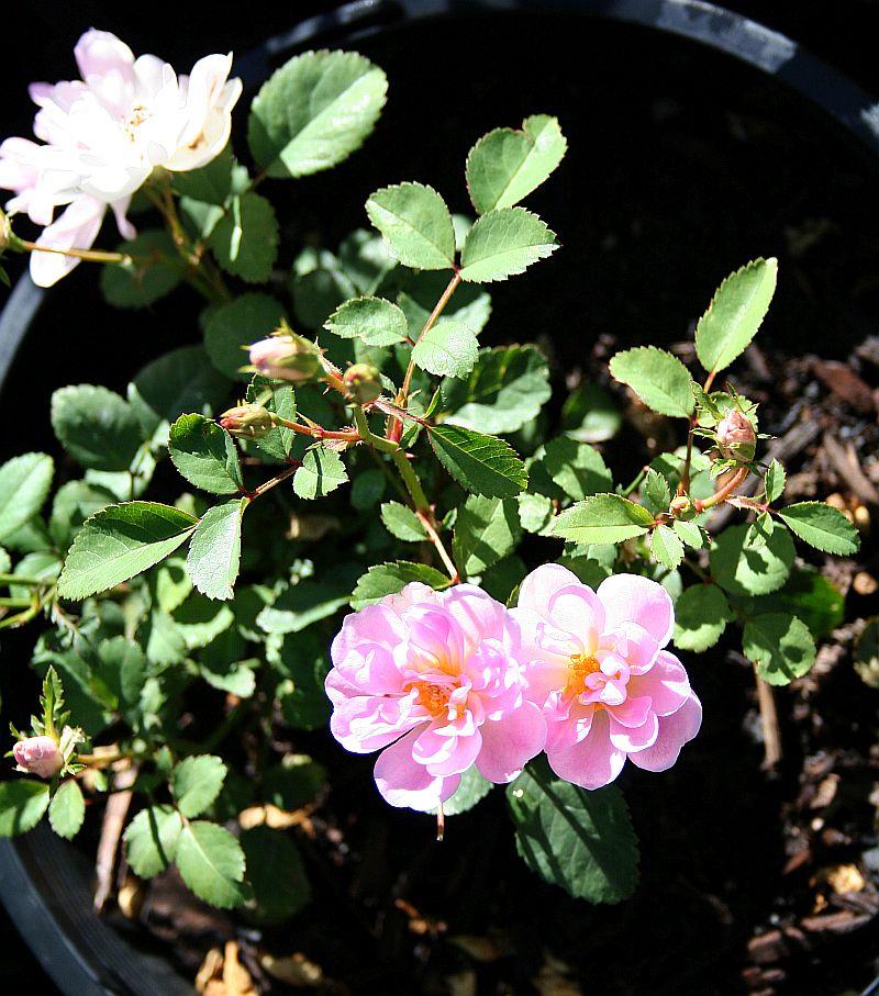 S79.jpg