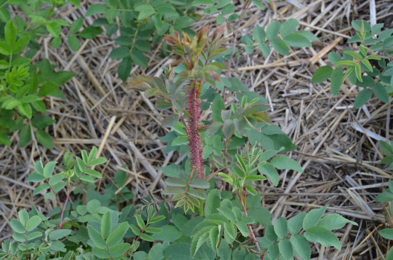 #3 Thérèse Bugnet x Rosa fedtschenkoana 162B-2 4061.JPG