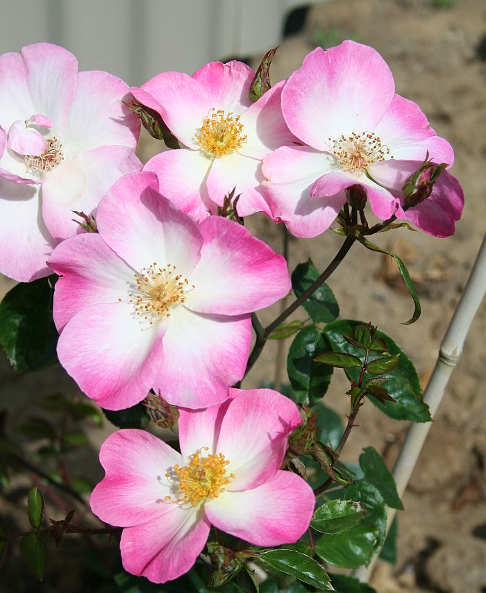 O28 P26 3.jpg